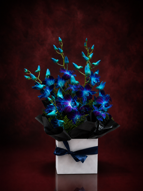 Blue Singapore orchids in a white gift box with black wrap and a navy ribbon