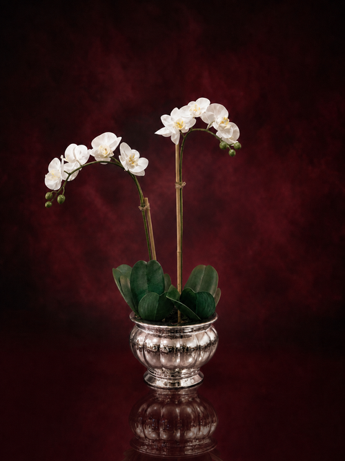 Pink Phalaenopsis orchid plant in a white ceramic pot