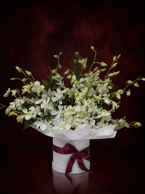 White Singapore orchids in a round white gift box tied with a burgundy ribbon