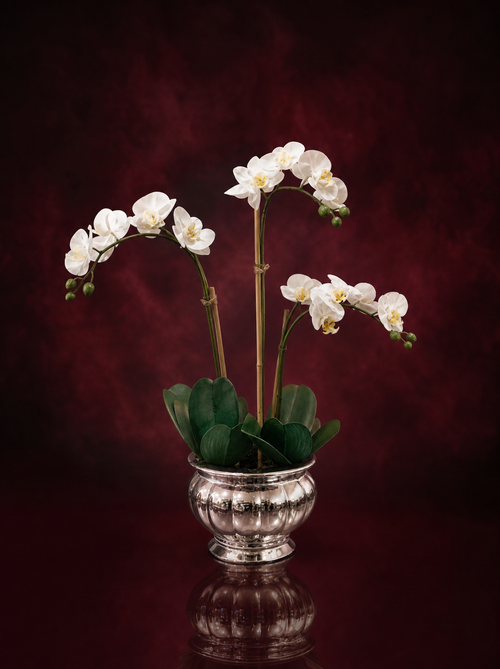 White phalaenopsis orchid plant in a pot