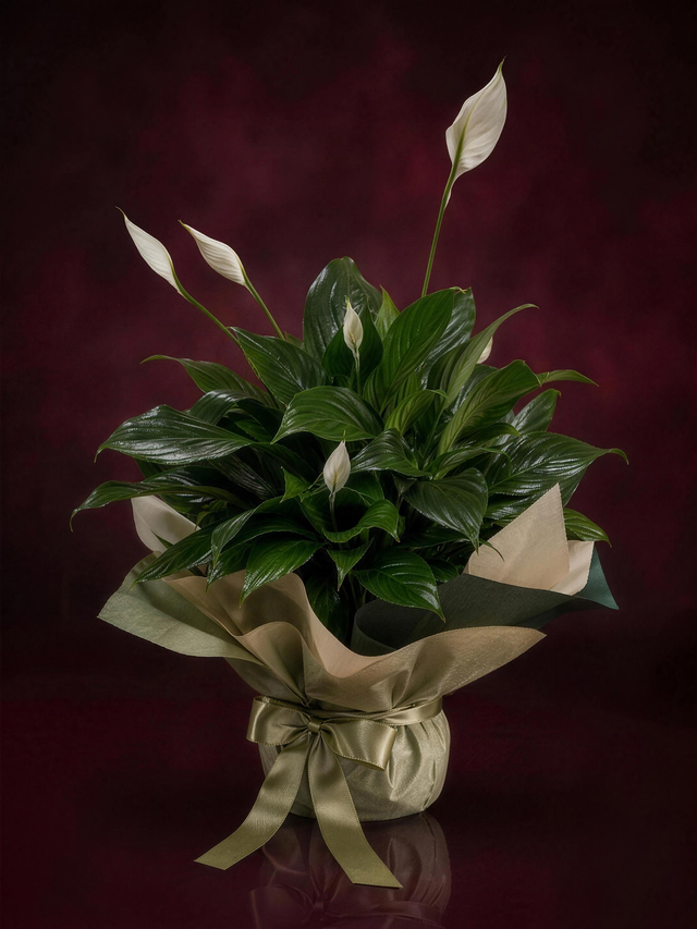 Peace Lily Plant