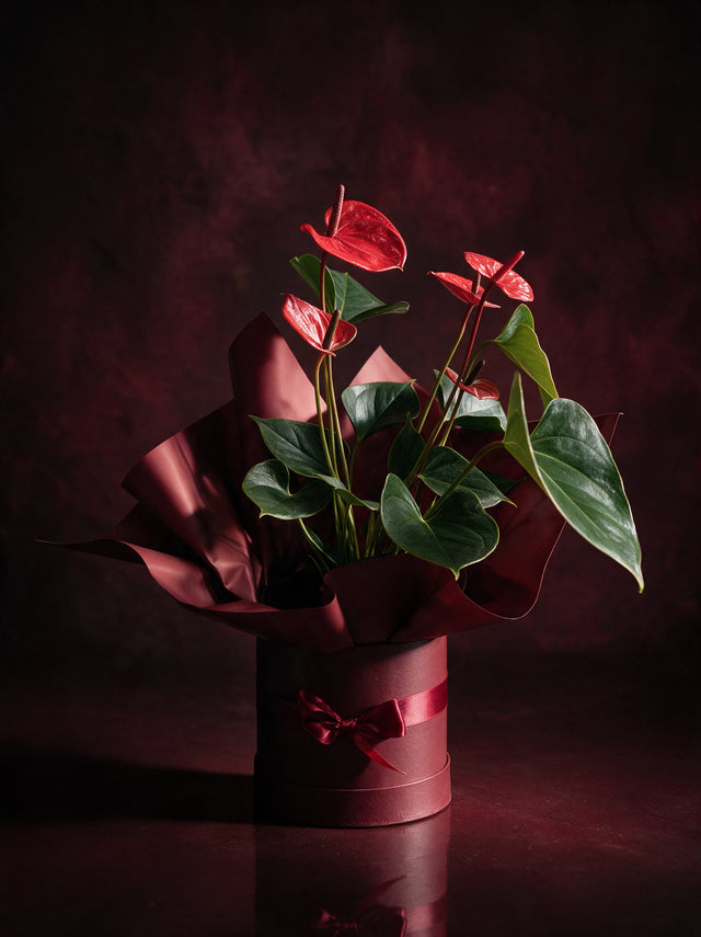 A living red anthurium plant with waxy scarlet blooms and deep green heart-shaped leaves, gathered in oxblood florist paper and set into a burgundy box tied with a satin bow